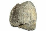 Tyrannosaur (Albertosaurus?) Vertebra Centrum - Montana #326419-1